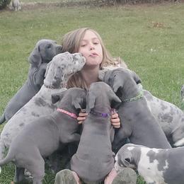 Great Danes from Swanger Danes