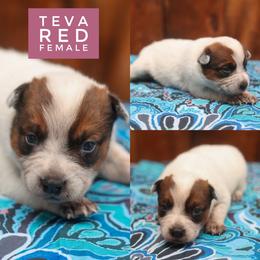 Teva - Red speckled female Australian Cattle Dog puppy in Gatlinburg, Tennessee from Greenbrier