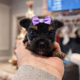 Tawny 2400 - Black and tan female Yorkshire Terrier puppy in Midland, Texas from Southern Yorkie Pies