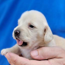 ITSY - Cream female Dachshund puppy in Fort Worth, Texas from Chadwick Farms Mini Dachshunds