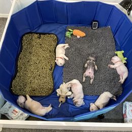 French Bulldog Puppies from Phillips Family Frenchies