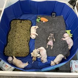 French Bulldog Puppies from Phillips Family Frenchies