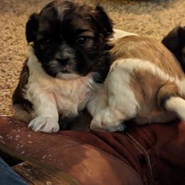 Shih Tzu Puppies from We Shih Tzu Not!