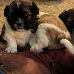Shih Tzu Puppies from We Shih Tzu Not!