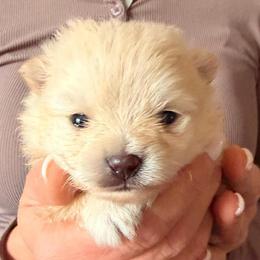 Pomeranian puppies from Svitlana's Pomeranians