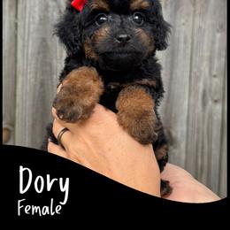 Dory - Phantom female Goldendoodle puppy in Angier, North Carolina from A Breed Above Kennels