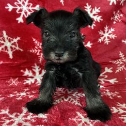 Dasher Genetically Clear - Salt and pepper male Miniature Schnauzer puppy in Klingerstown, Pennsylvania from Clay Hill Kennels