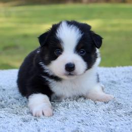 Lily - Black tri female Toy Australian Shepherd puppy in Bauxite, Arkansas from J and B Mini Aussies