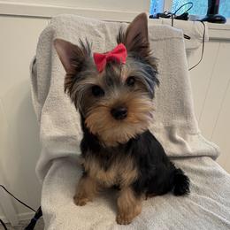Mia - Blue and gold female Yorkshire Terrier puppy in Portland, Oregon from Bohemian Beauty Yorkshire Terrier