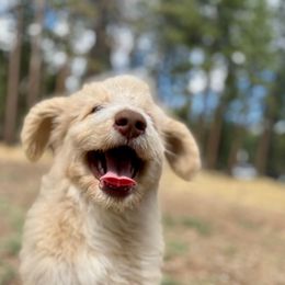 Honey Bear - female Saint Berdoodle puppy in Lookout, California from Remington Kennels, LLC