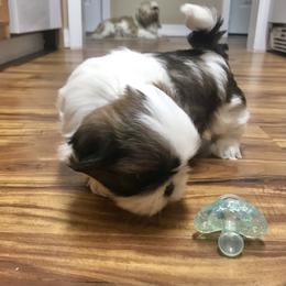 Shih Tzu Puppies from Willow Lane Shih Tzus
