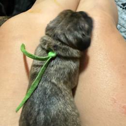 Basin - Brindle male Mastiff puppy in Layton, Utah from 2A Mastifs