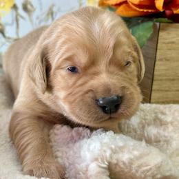 Bentley - Dark golden male Golden Retriever puppy in Doniphan, Missouri from Stockford’s Golden Retrievers
