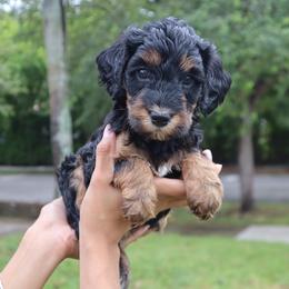 Sage (Blue Collar) - Tri-color female Bernedoodle puppy in Palmetto Bay, Florida from SOMIDOODLES