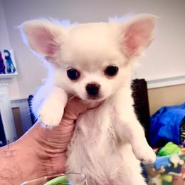 Luigi - Cream and white male Chihuahua puppy in Morrisville, North Carolina from Mozzafiato Chihuahuas