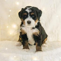 Bernedoodle Puppies from Safe Havynn Doodles