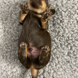 Dachshund Puppies from Channelledox