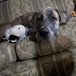 Dark Pink - Blue and white female Great Dane puppy in Aspers, Pennsylvania from Elja Danes