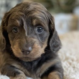 Dachshunds from The Doxie King