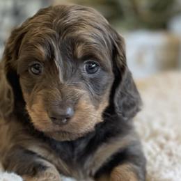 Dachshunds from The Doxie King