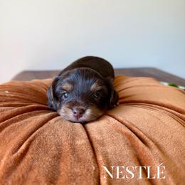 NESTLÉ - Chocolate and tan female Yorkshire Terrier puppy in Smryna, Georgia from Owensons’ Kennel