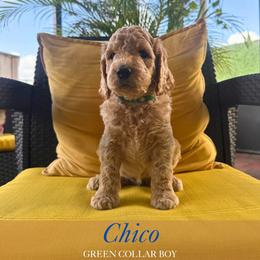 Chico - Apricot male Goldendoodle puppy in Miami, Florida from Kalidoodlee