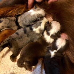 Australian Shepherd Puppies from Crazy 8 Aussies