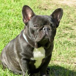 Zulu - French Bulldog