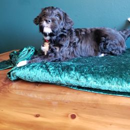 Bernedoodle Puppies from Badlands Bernedoodles