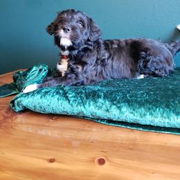 Bernedoodle Puppies from Badlands Bernedoodles