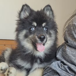 Jax - Black male Pomsky puppy in Southern California, California from SoCal Pomskies LLC