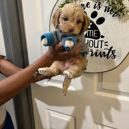 Bernedoodle, Cavapoo, and Cockapoo Puppies from Doodley doodles