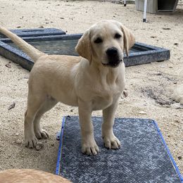 Girl 1 - Yellow Labrador Retriever puppy in The Hammocks, Florida from Chambray Labradors
