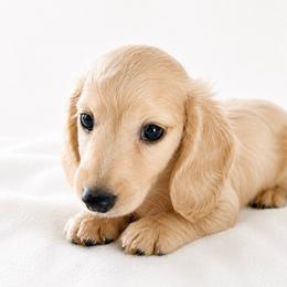 Finley - Cream male Dachshund puppy in Sebring, Florida from Mini Weenies