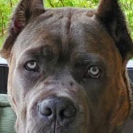 Cane Corso Puppies from Relic Cane Corso