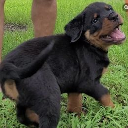 Rottweilers from Vom Osprey