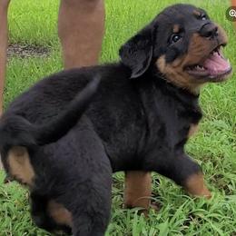Rottweilers from Vom Osprey