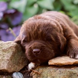 Kraken - Brown male Newfoundland puppy in Madison, Wisconsin from Riddle Family Newfoundland