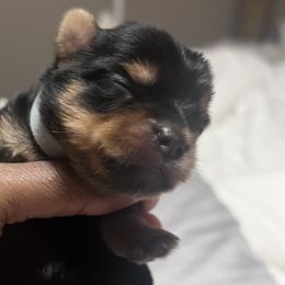 Boy 2 - Black and tan Yorkshire Terrier puppy in Yakima, Washington from Devine Yorkies