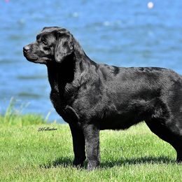 Labrador Retriever Puppies from Brookstone labs