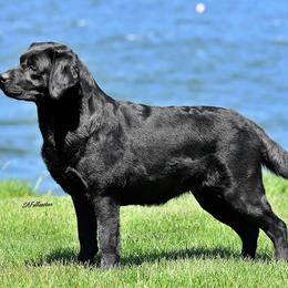 Labrador Retriever Puppies from Brookstone labs