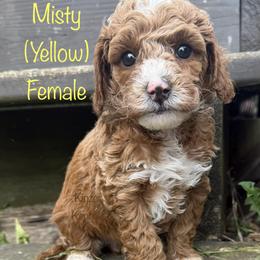 Misty - Red  female Goldendoodle puppy in De Pere, Wisconsin from Kinzor Kennels