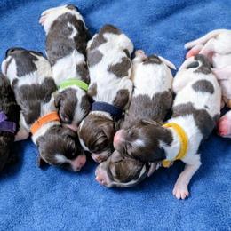 Australian Labradoodles, Bernedoodles, Goldendoodles, Poodles, and Sheepadoodles from Sutton Place Doodles