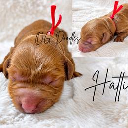 Hattie - Red  female Goldendoodle puppy in Cleveland, Georgia from The O.G. Doodles