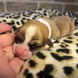 Female 1 (full white collar) - Sable female Pembroke Welsh Corgi puppy in Mcarthur, Ohio from Bentley Corgis LLC