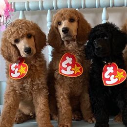 Poodles from Aglow Standard Poodles