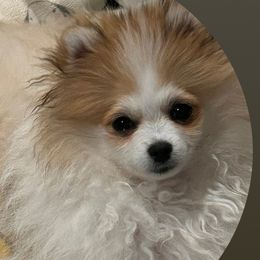Couture - Pomeranian