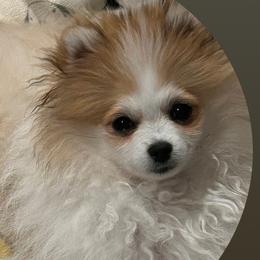 Couture - Pomeranian