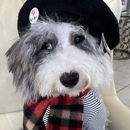 Zaza - Bernedoodle