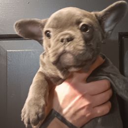 French Bulldogs and Great Danes from Reinwater